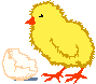 kylling